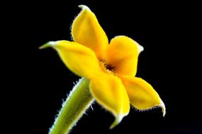 Macro picture of Small yellow Flower