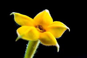 macro photo of a yellow ropy flower on a black background