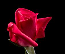 Red bud Flower black background