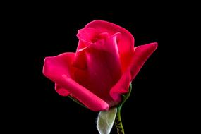 bud Red black background