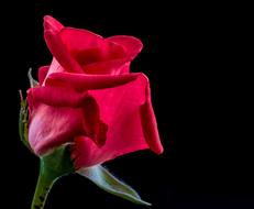 Rose, beautiful Red Flower close up at black background
