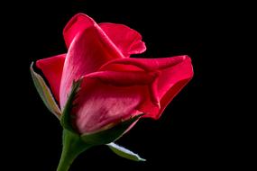 photo of a bright rosebud on a black background