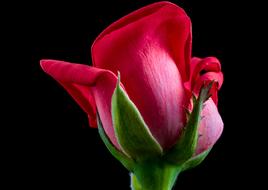 Rose Red Flower beautiful black background