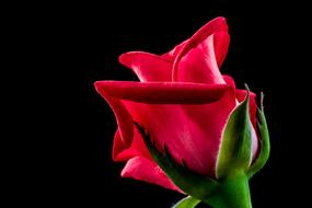 Close-up of the beautiful red rose flower on the green stem at black background