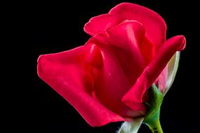 Rose Red beautiful black background