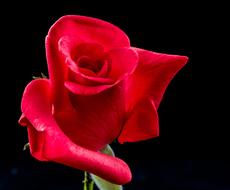 soft incredible beauty Rose Red Flower black background