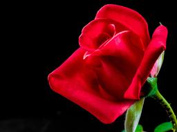 Close-up of the beautiful, blooming rose flower on the green stem at black background