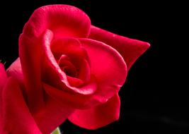 red rose in lighting on black background
