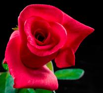 Rose Red green Flower black background