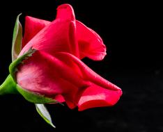 Rose Red Flower on black background