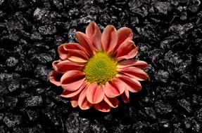 Close-up of the beautiful, red, orange, yellow and green flower, on the ground