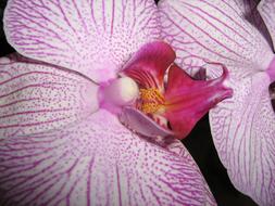 white-pink orchid buds, close-up