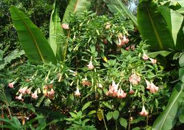 Close-up of the beautiful Tree Dature, with the colorful flowers and leaves, in Kodagu, India