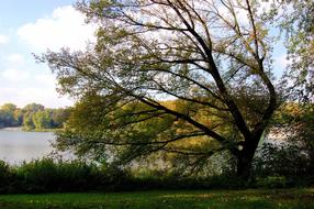 Lake Tree Autumn