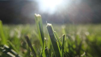 Grass Straws Sun
