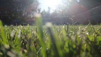 Grass Straws Sun