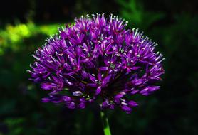 amazing Flower Purple