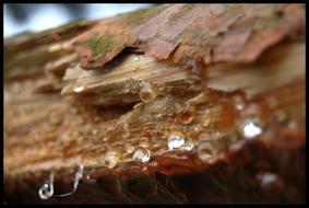 The Bark Tree Rosa