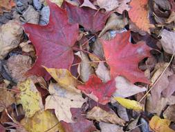 Foliage Dry Leaves