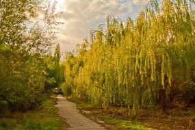 Park Alley Trees