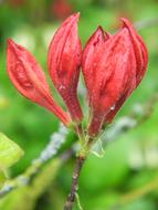 Rhododendron Bud Red in the garden on a blurred background