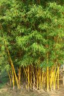 Golden Bamboo Striped