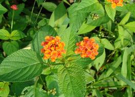 Lantana Camara Big Sage Wild