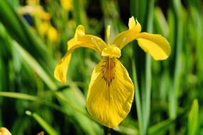 Iris Flower Blossom close-up on blurred background