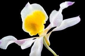 Wild Orchid Flower petals