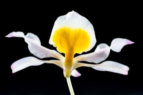 Wild Orchid Flower at dark