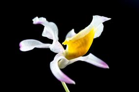 amazing Wild Orchid Flower at black background