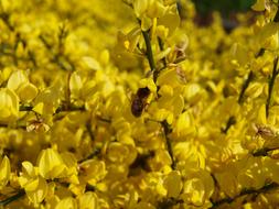 Yellow Oilseed Rape Blossoms