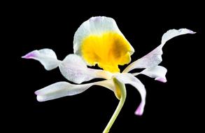 Wild Orchid black background