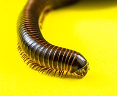 Arthropod Millipedes Giant