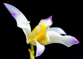 Wild Orchid Flower on black background