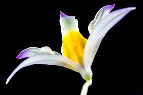 black background Orchid Flower