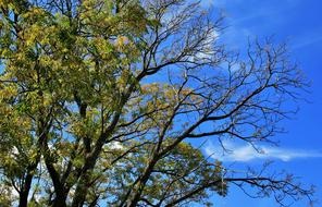 Tree Leaves Branches