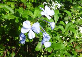 Plumbago Cape flowers