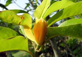 Champak Magnolia