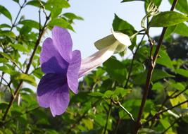 Close-up of the beautiful, purple Bush Clock Vine flower, among the colorful leaves, in Kodagu, India