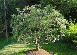 Indian Pavetta Indica