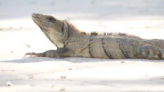 Iguana Hot Lizard