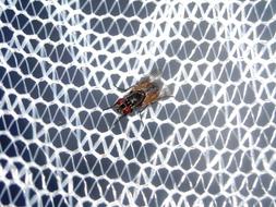 Flies Mosquito Nets