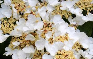 Beautiful, blooming, white and yellow hydrangea flowers