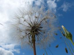 Dandelion