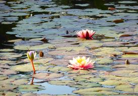 Water Lilies Pond