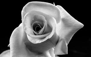 black and white photo of a rose bud on a black background