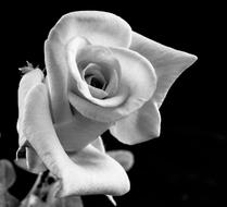 Black and white photo with close-up of the beautiful, blossoming rose flower, at black background