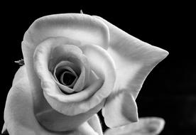 Rose Flower black and white