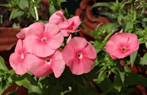 pink flowers of woolly rock jasmine close up, india